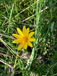 Image result for Gazania krebsiana