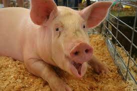 Led by lenin eventually cause…. Spotlight On Famous Farm Animals Farmtek Blog