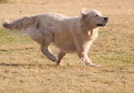 Labrador hair is usually short and straight, and the tail is quite broad and strong. Dog Golden Retriever Run Long Hair Labrador Fun Outdoor Joy Pet Park Pxfuel