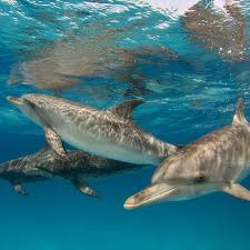 (the other cetacean suborder is mysticeti, the baleen whales.) 9 Mind Boggling Dolphin Facts