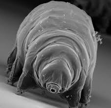 Brot, holz oder auch stein. Biologie Schwarze Pilze Leben Von Radioaktiver Strahlung Welt