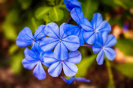 8137 treecrest ave, fair oaks, ca 95628. Page 5 Royalty Free Jasmine Flowers Photos Free Download Pxfuel