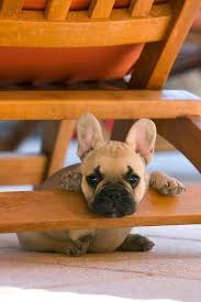 Black And Tan Frenchie Cost Professional Manufacturer Drywall Gypsum Board Buy Gypsum Board Drywall Gypsum Board Professional Manufacturer Gypsum Board Prod Puppies Cute Puppies Animals