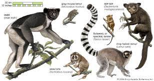 Lemur Description Types Diet Facts Lemur Primates Grey Mouse Lemur