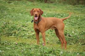 Image result for maďarský krátkosrstý ohař