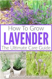 Maybe you would like to learn more about one of these? How To Care For Lavender Plants Get Busy Gardening