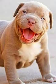 Internet Traffic Payment Adli Kullanicinin Pitbull Ailesi Panosundaki Pin Pitbull