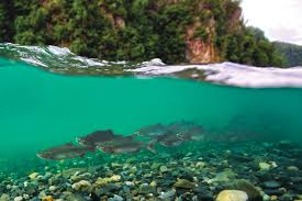 No need to register, buy now! 20 Breathtaking Half Underwater Pictures Passport Ocean