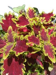 Image result for Stomatostemma