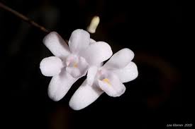 Image result for Polystachya dendrobiiflora