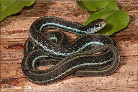 The species is endemic to north the northwestern garter snake is most commonly found on the edge of meadows, surrounded by forest, 3 4 as some sunshine is needed for its. Blue Striped Garter Snake Thamnophis Sirtalis Similis Garter Snake Snake Blue
