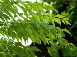 Murraya koenigii, commonly known as curry leaf or kari patta in indian dialects, belonging to family. Curry Leaf With Rain Drops Murraya Koenigii Stock Photo Picture And Royalty Free Image Image 14534561