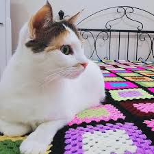 Watch The Best Youtube Videos Online Iyi Geceler Cat Kedi Kediaski Evlat Ask Pisi Pisipisi Sarman Iyigeceler Kids Rugs Decor Kids