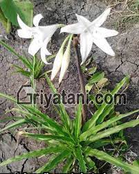 Bunga dahlia berkembang biak dengan cara. Cara Perkembangbiakan Bunga Bakung Cara Golden