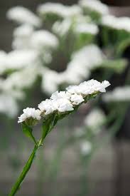 Image result for Limonium sinuatum