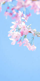 We've gathered more than 5 million images uploaded by our users and sorted them by the most popular ones. Lucu Pink Cherry Blossom Wallpaper Ponsel Tergantung Di Pohon Dekorasi Wallpaper Lucu Wallpaper Gambar Latar Belakang Untuk Unduhan Gratis