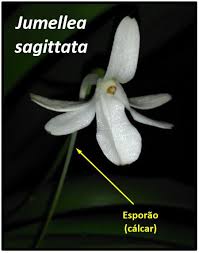 Image result for Jumellea usambarensis