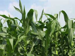 Find the perfect maize crop stock photo. Polyhalite Effects On Winter Maize Crop Performance On Degraded Soil In Northern Vietnam