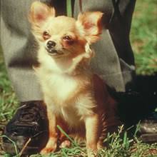 The coat can be solid, marked, or speckled and in many colors & combinations. Puppyfind Long Haired Chihuahua Puppies For Sale