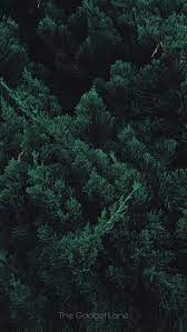 Hd wallpapers and background images Black Theme Wallpaper Forest Wallpaper Iphone Dark Green Aesthetic Forest Wallpaper