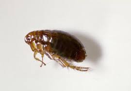 Wasp, hornet and bee sprays, indoor foggers and bombs; Top 4 Best Hotshot Flea Products Updated For 2021