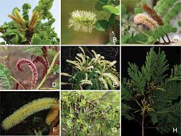 Image result for Gelrebia glandulosopedicellata