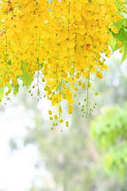 Finding Neverland Flowers Photography Yellow Wisteria Yellow Flowers