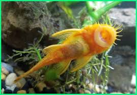 Beberapa nama ikan carnivora adalah betutu, ikan gabus, oskar, belut sawah, sidat, arwana, kerapu, kakap merah, kakap putih, dan. 6 Jenis Ikan Hias Aquascape Pemakan Alga Ekor9 Com Ekor9 Com