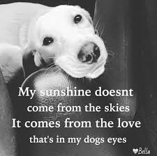 His spirit lives on walking beside you until you both move on one day. Cute Dogs Quotes Love Gift Ideas
