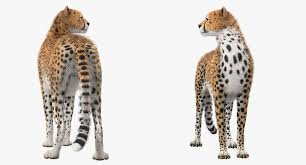 Artstation Cheetah 3d Model Andrey Simonenko Cheetah Model 3d Model