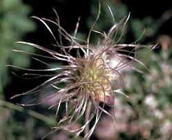 Image result for Clematis hirsuta