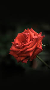 See more ideas about black aesthetic, black rose, black rose tattoos. 57 Black Roses Wallpapers On Wallpaperbig