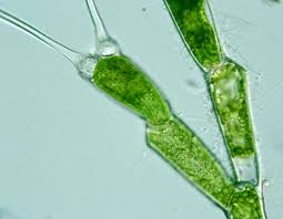 Image result for Bulbostylis sp.no.6