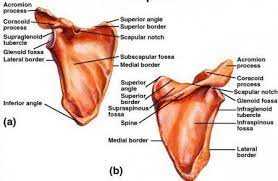 The Scapula Anatomy Bones Scapula Subscapular Fossa