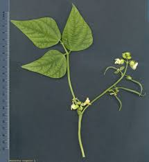 Image result for Phaseolus vulgaris