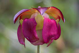 Purple Pitcher Plant Purple Pitcher Plant Unusual Flowers Pitcher Plant