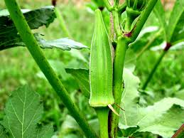 Image result for ‫صور عن البامية‬‎
