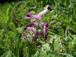 Image result for Fumariaceae