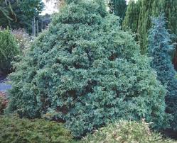 Image result for Xerophyta squarrosa