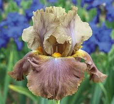 Downtown Brown New Schreiner Family Bearded Iris Hybrids Bearded Iris Iris Garden Iris Flowers