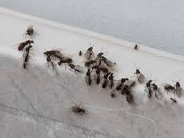 Flying ants in the pool are possibly the most annoying problem out of them all. Flying Ant Day 2020 What Is It And How To Get Rid Of Them Wales Online