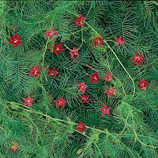 The cypress vine is an annual in colder zones. Red Cypress Vine Seeds