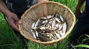 Lluvia de peces's community news. History Channel Presenta Un Reportaje De La Lluvia De Peces En Yoro