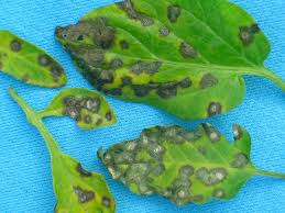 Image result for Septoria leaf spot of tomato