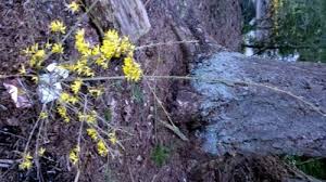 Shop by type, color, zone & more. Forsythia Gold Tide Sucker To Cut Off