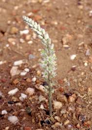 Image result for Drimia sanguinea