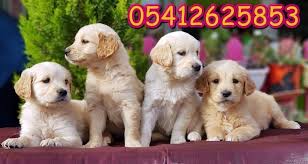 Golden Fiyatlari Golden Retriever Retriever