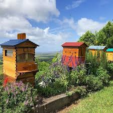 Honey Harvesting At The Flow Hive Office In Byron Bay Australia Flowhive2 Flowhive Honey Honeybee Urbanbeekeeping Flow Hive Honey Bee Garden Bee Garden