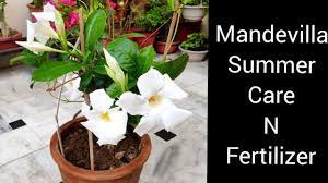 I planted four mandevilla vines this summer and they're doing great — beyond great. Care Of Mandevilla Vine Plant Best Fertilizer For Allamanda Or Mandevilla Plant Youtube