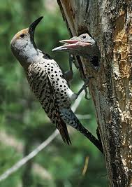 Image result for Colaptes auratus